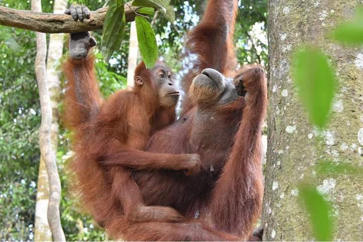 3 hour jungle trek + rafting from Bukit Lawang