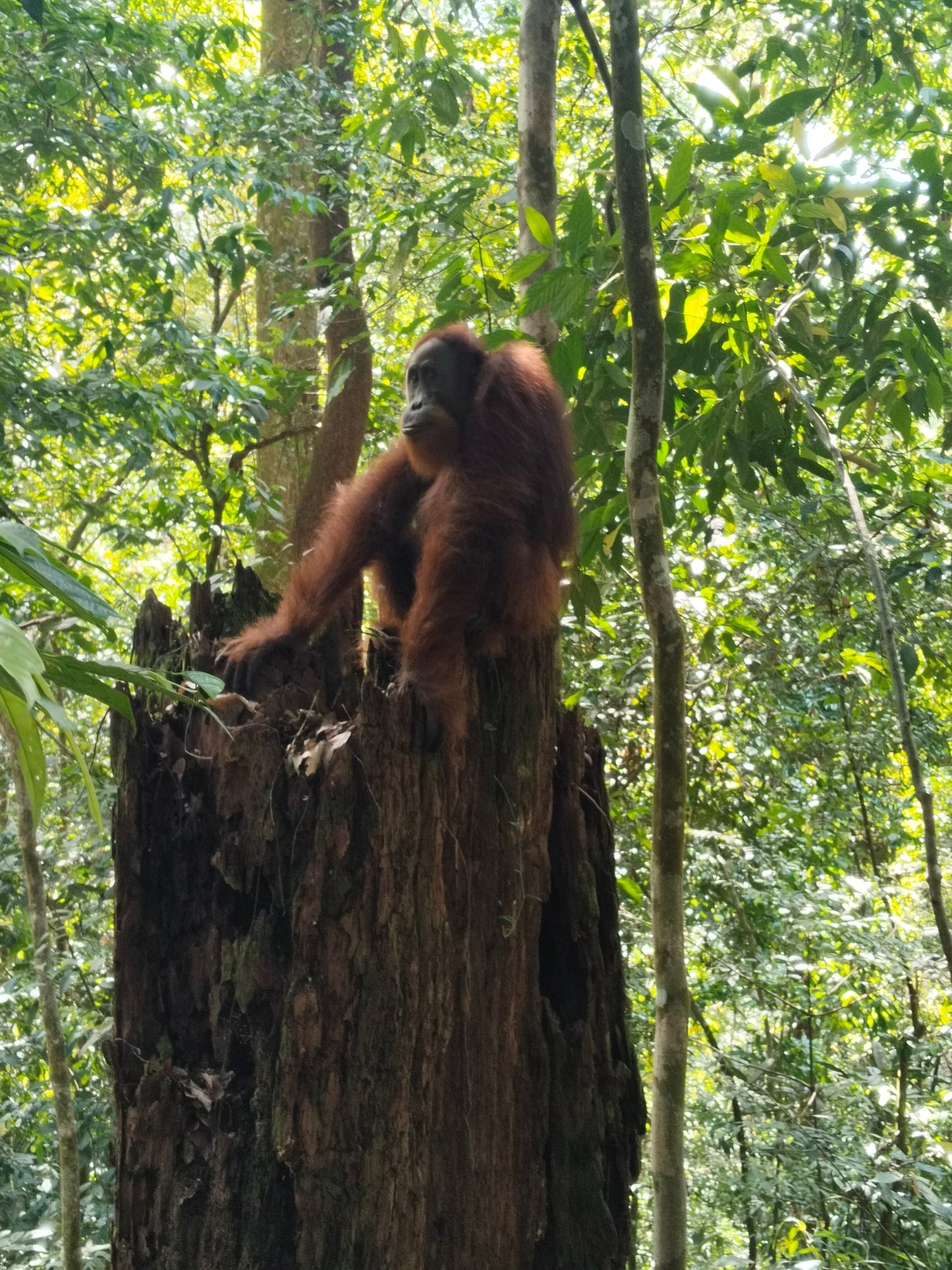 1 day trek + raffting from Bukit Lawang