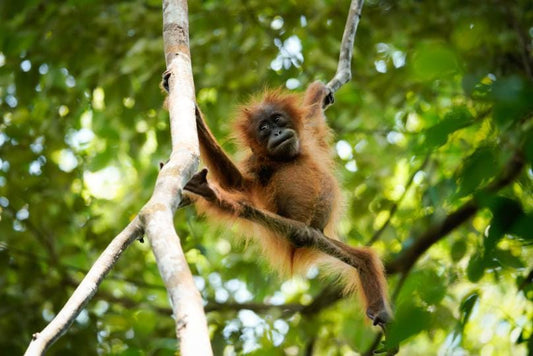 3 hour jungle trek + rafting from Bukit Lawang