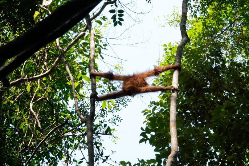 3 day jungle trek from Bukit Lawang