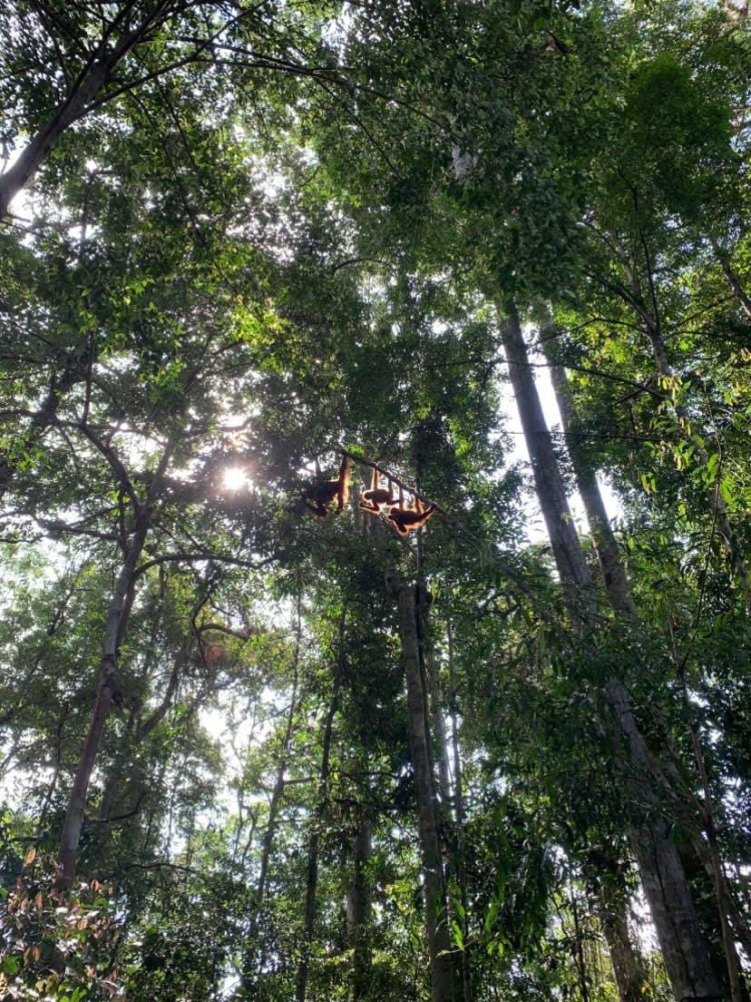 3 day jungle trek from Bukit Lawang