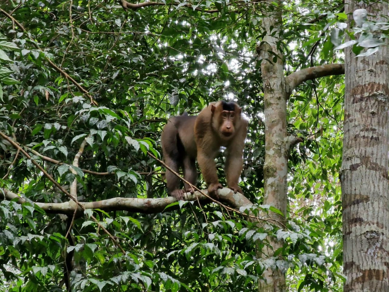 3 hour jungle trek + rafting from Bukit Lawang