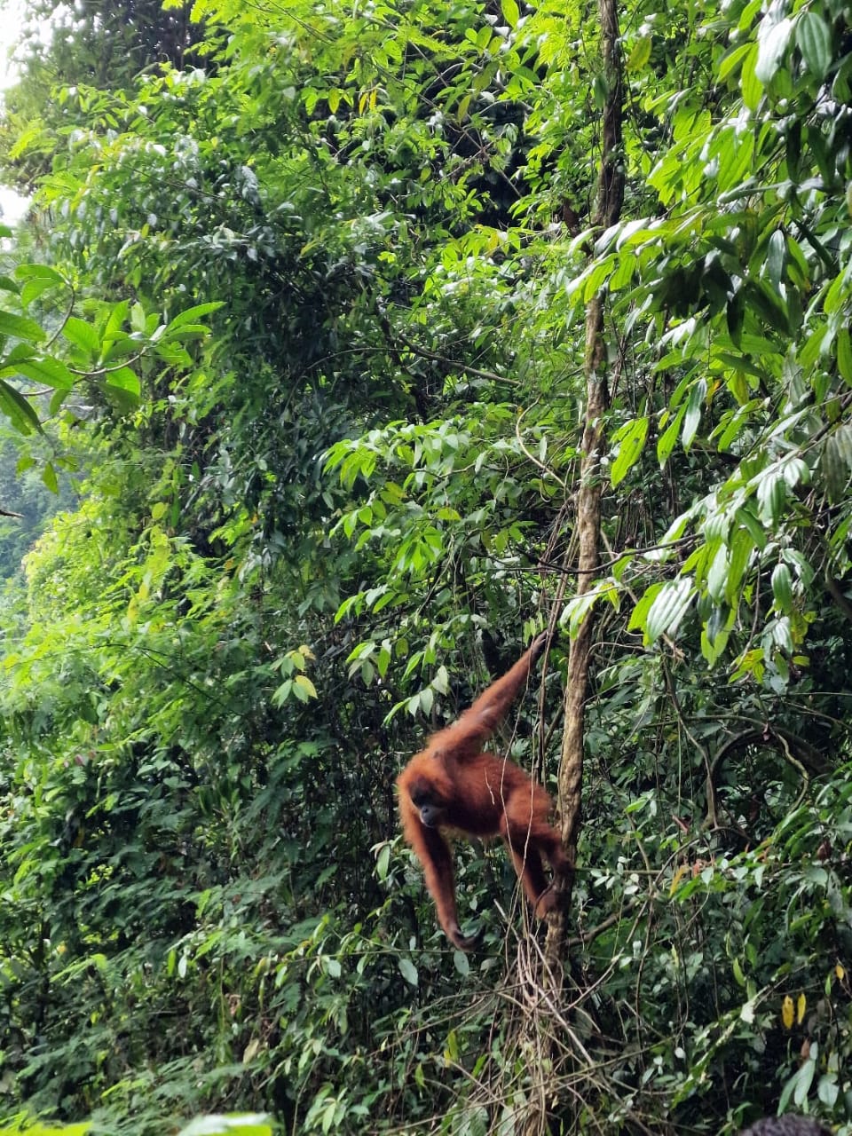 3 day jungle trek from Bukit Lawang