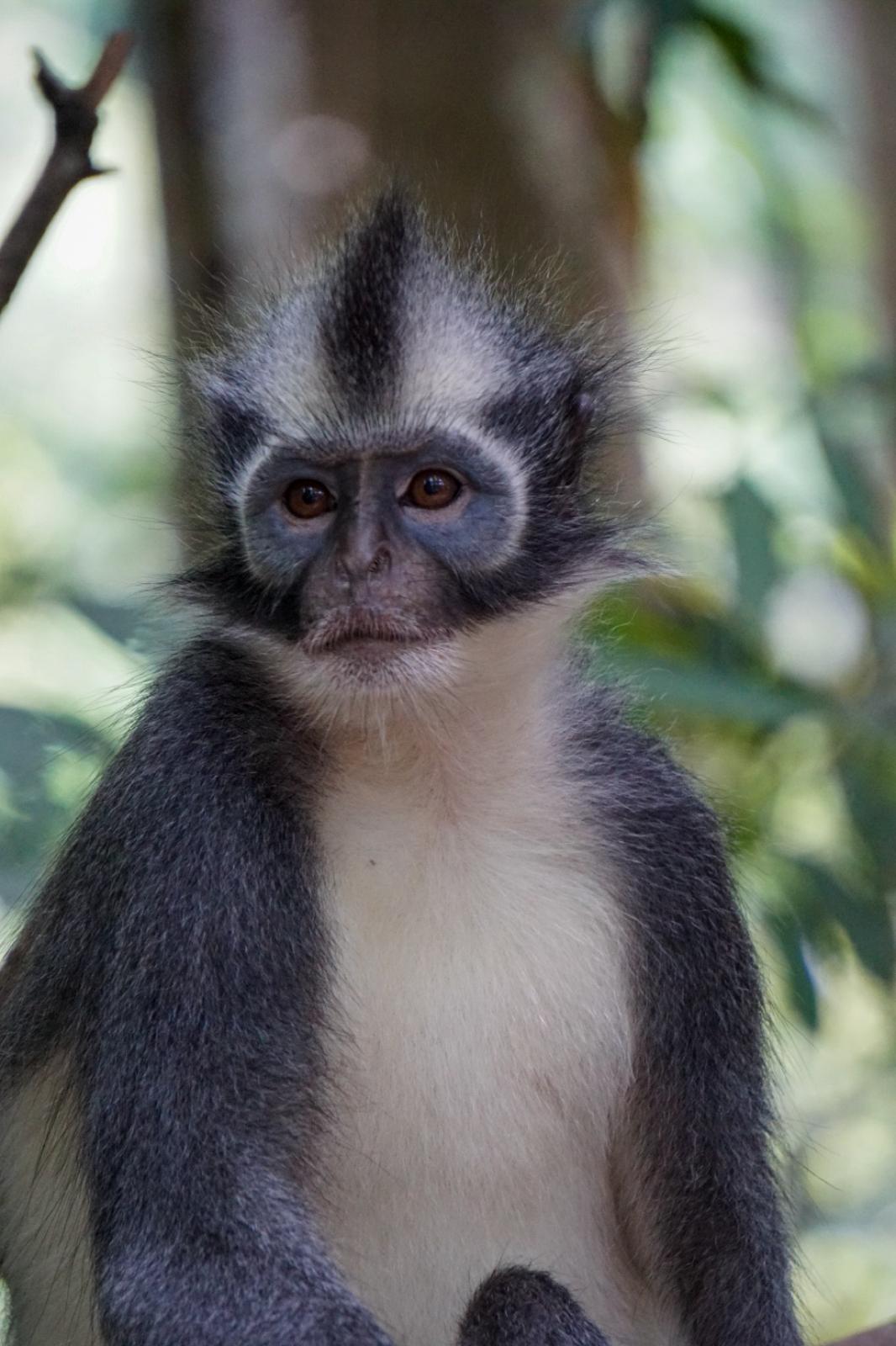 3 day jungle trek from Bukit Lawang