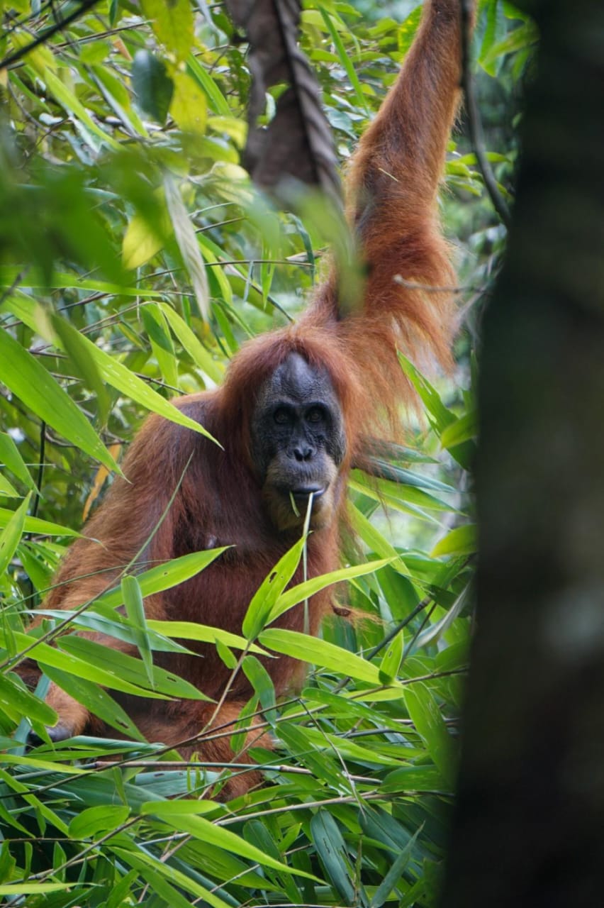 3 day jungle trek from Bukit Lawang