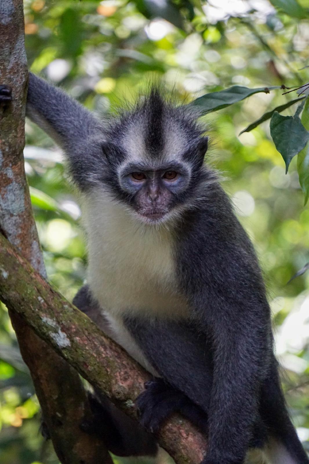 3 hour jungle trek + rafting from Bukit Lawang