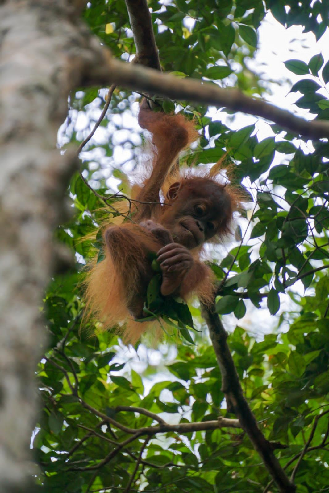 3 day jungle trek from Bukit Lawang