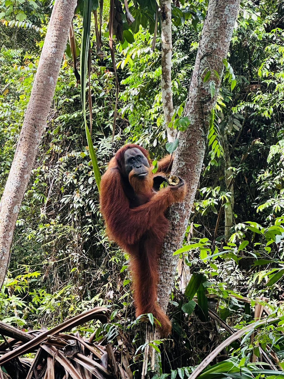 3 day jungle trek from Bukit Lawang