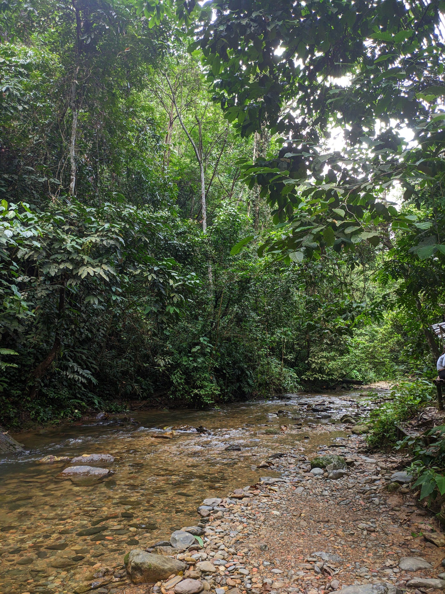 3 day jungle trek from Bukit Lawang