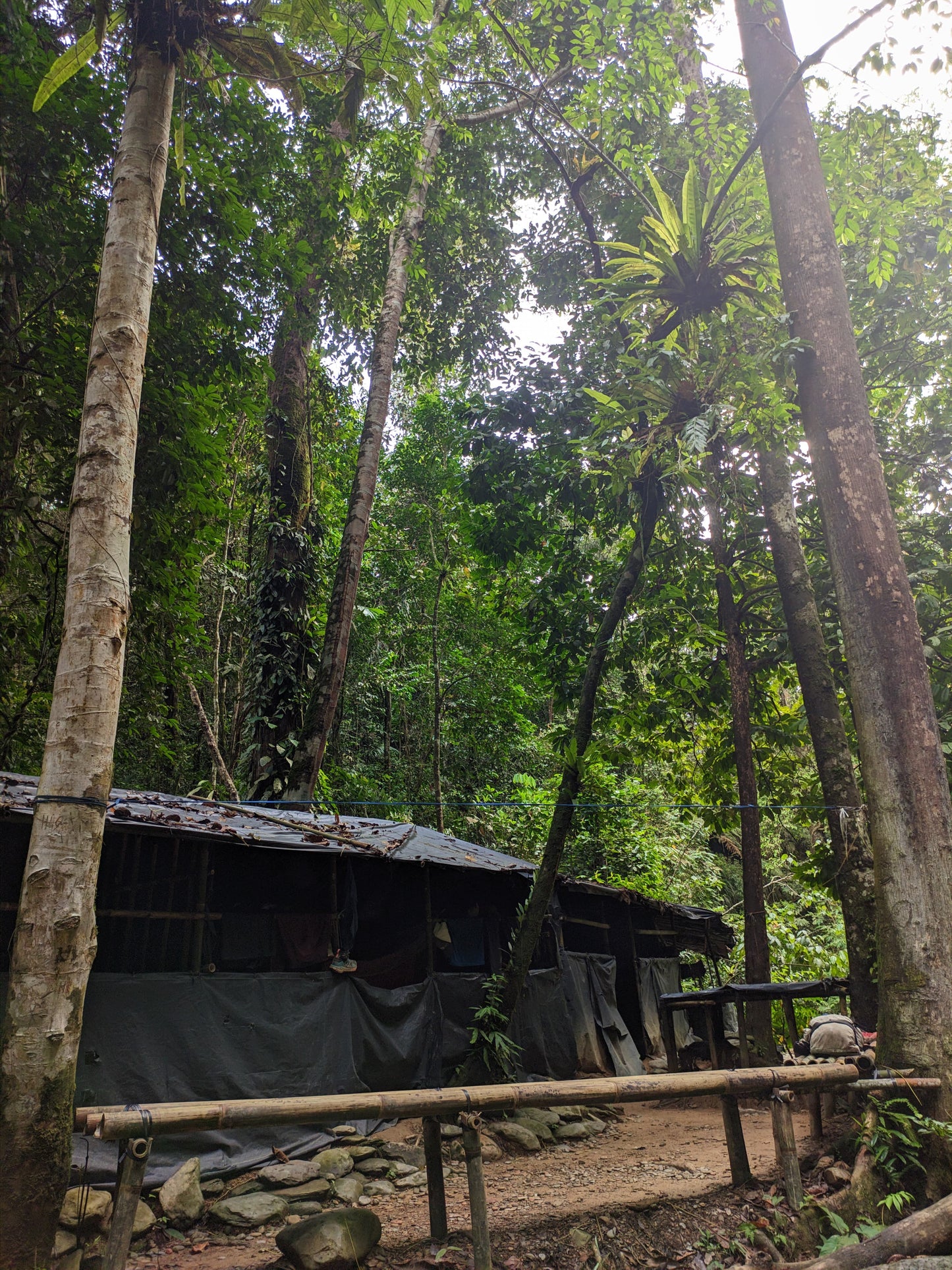 3 day jungle trek from Bukit Lawang