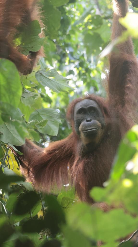 3 hour jungle trek + rafting from Bukit Lawang