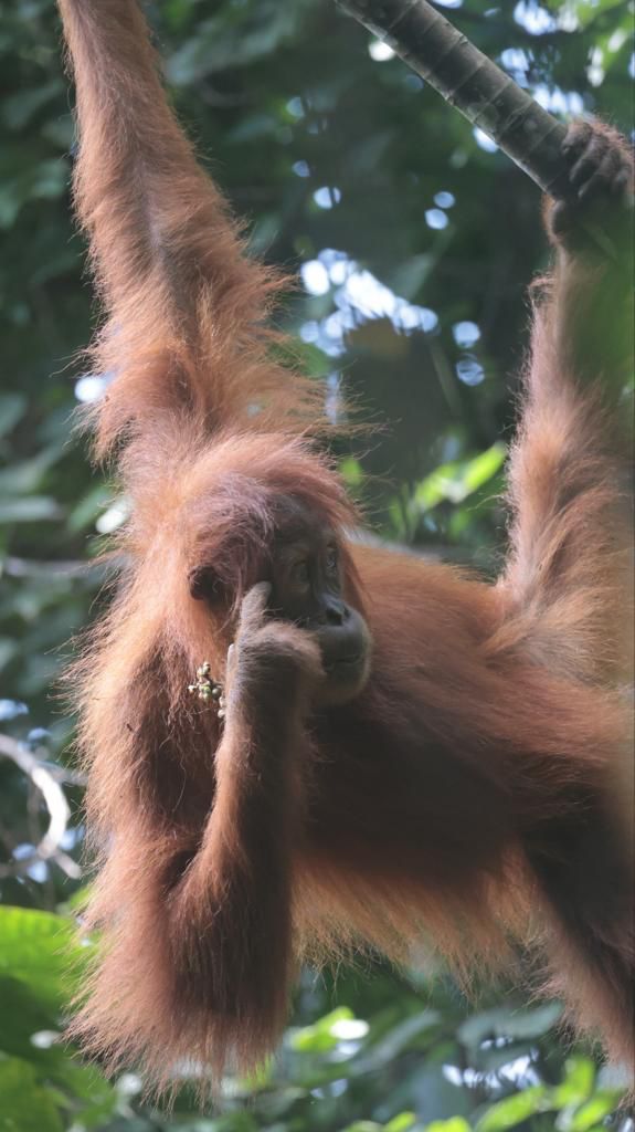 3 hour jungle trek + rafting from Bukit Lawang