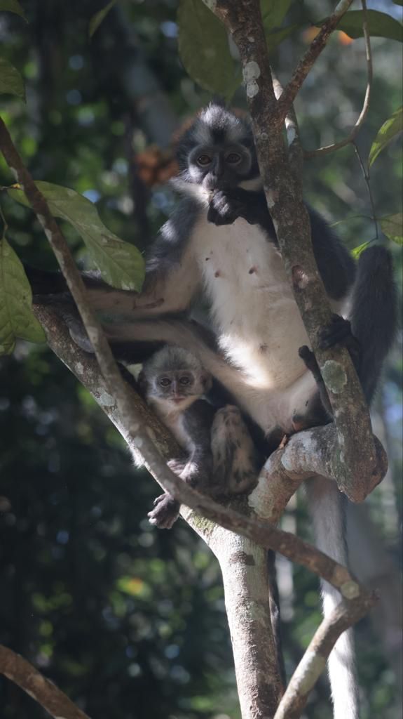 3 hour jungle trek + rafting from Bukit Lawang