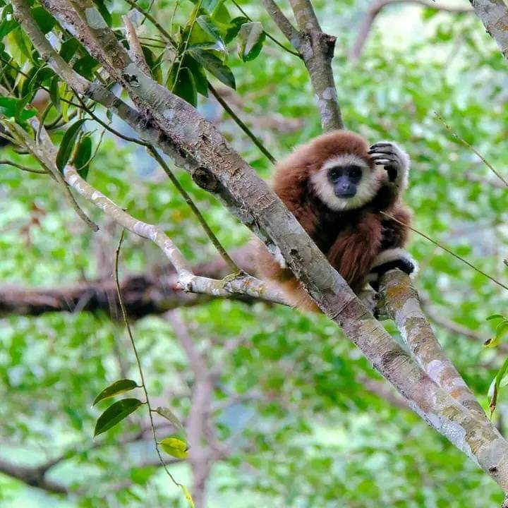 2 day jungle trek + raffting from Bukit Lawang