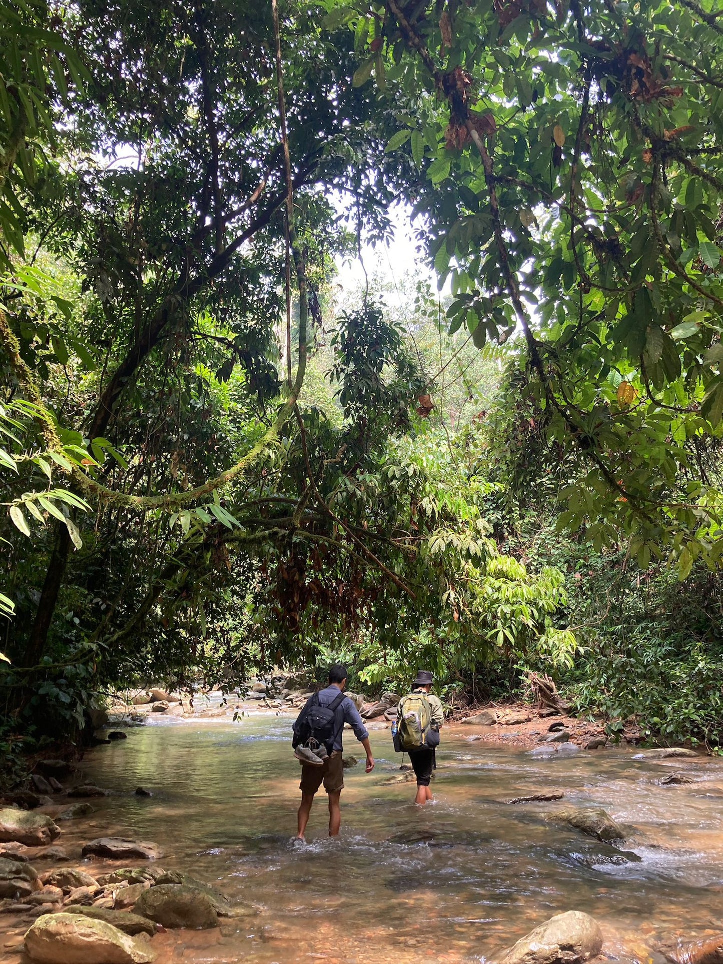 3 day jungle trek from Bukit Lawang