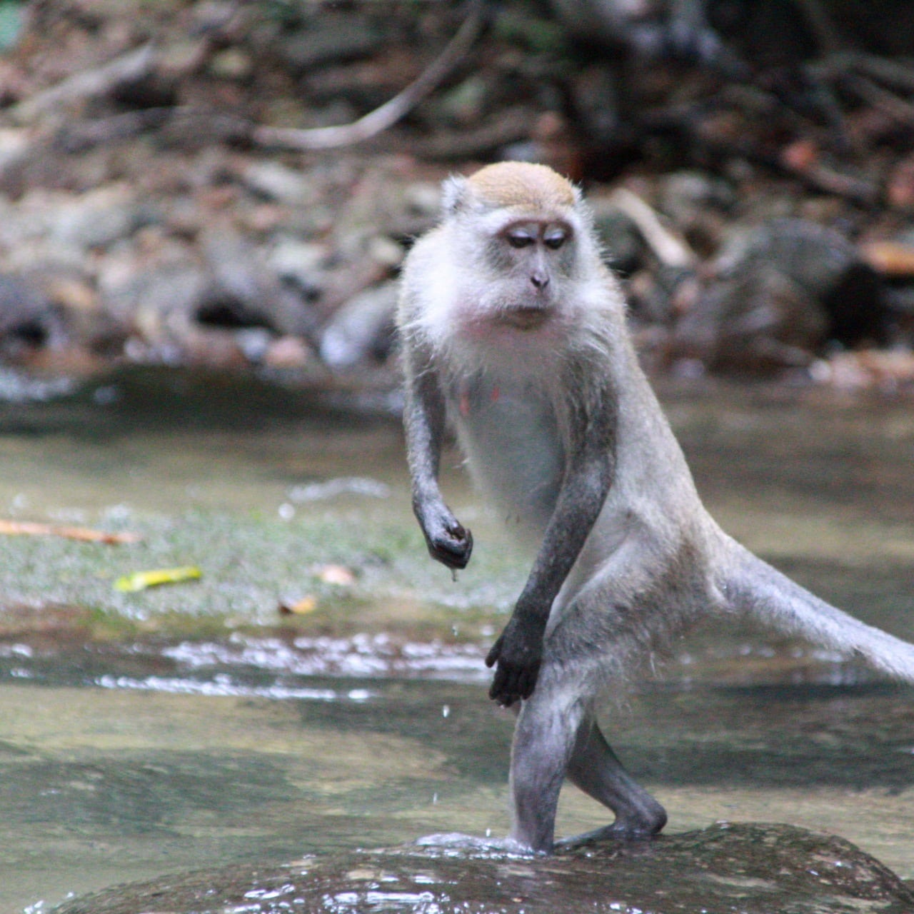 3 hour jungle trek + rafting from Bukit Lawang