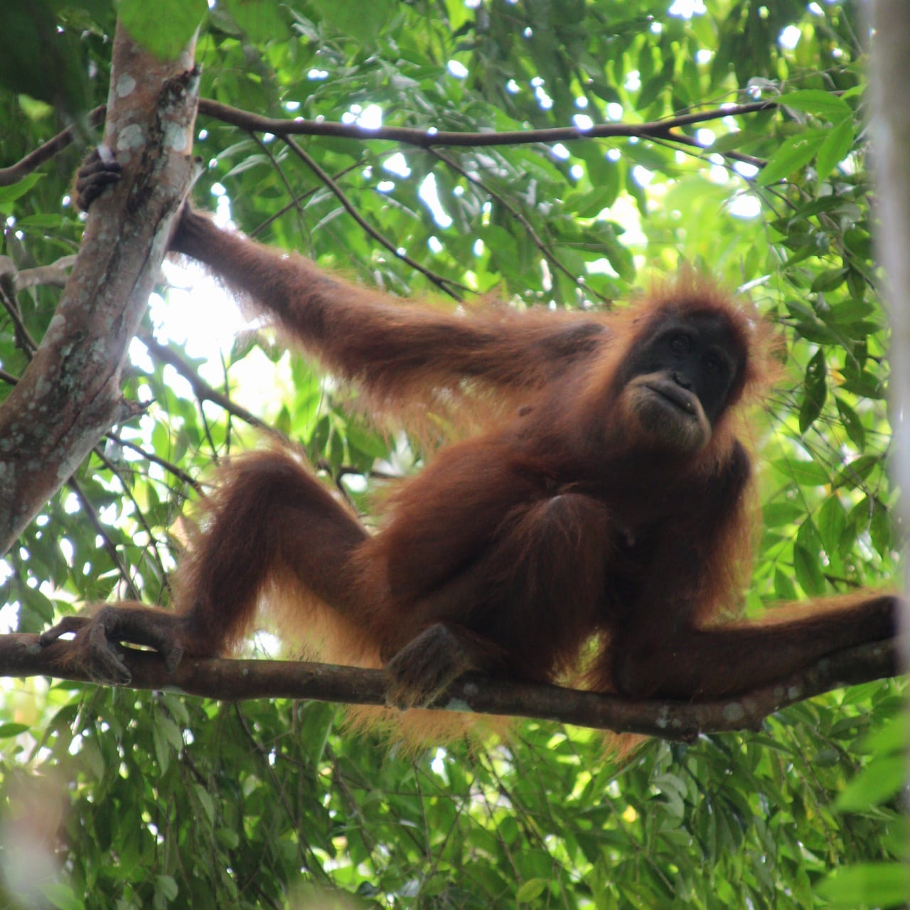 1 day trek + raffting from Bukit Lawang