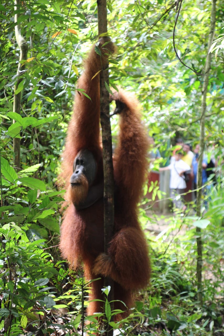 2 day jungle trek + raffting from Bukit Lawang