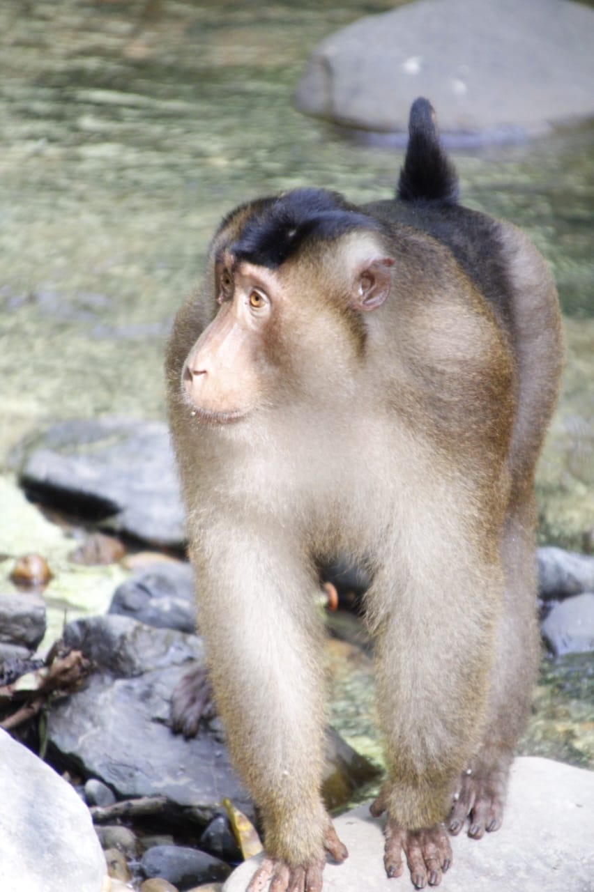 2 day jungle trek + raffting from Bukit Lawang