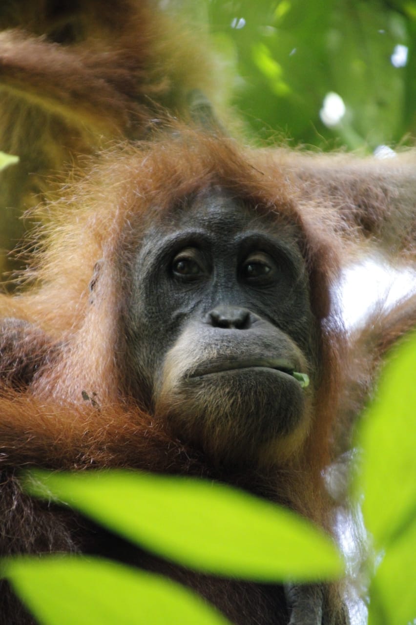 3 day jungle trek from Bukit Lawang