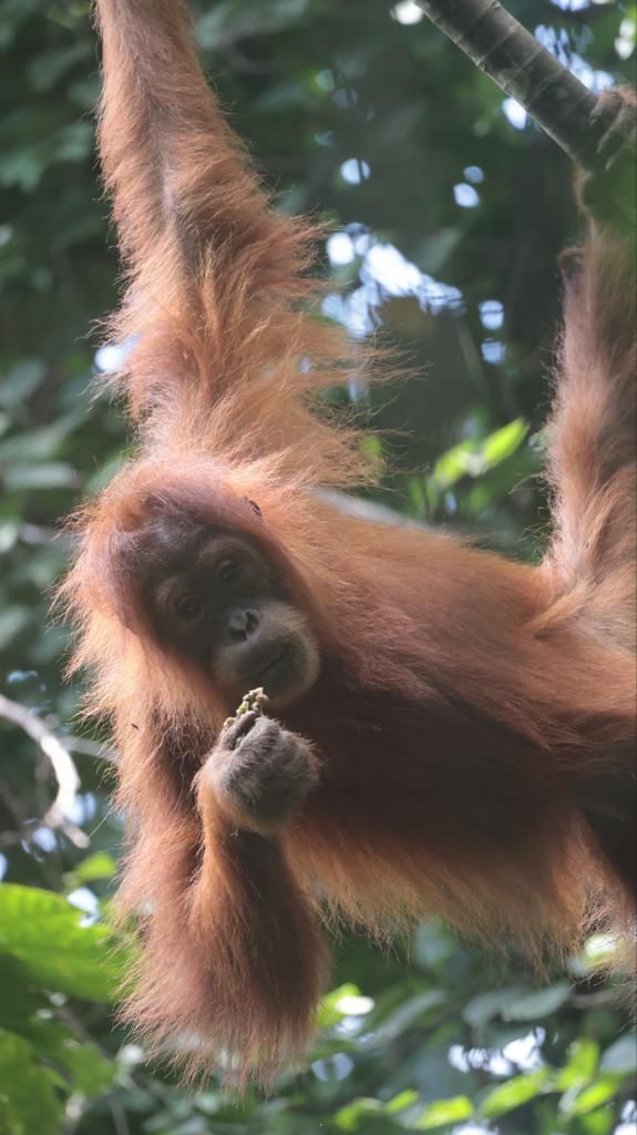 1 day trek + raffting from Bukit Lawang