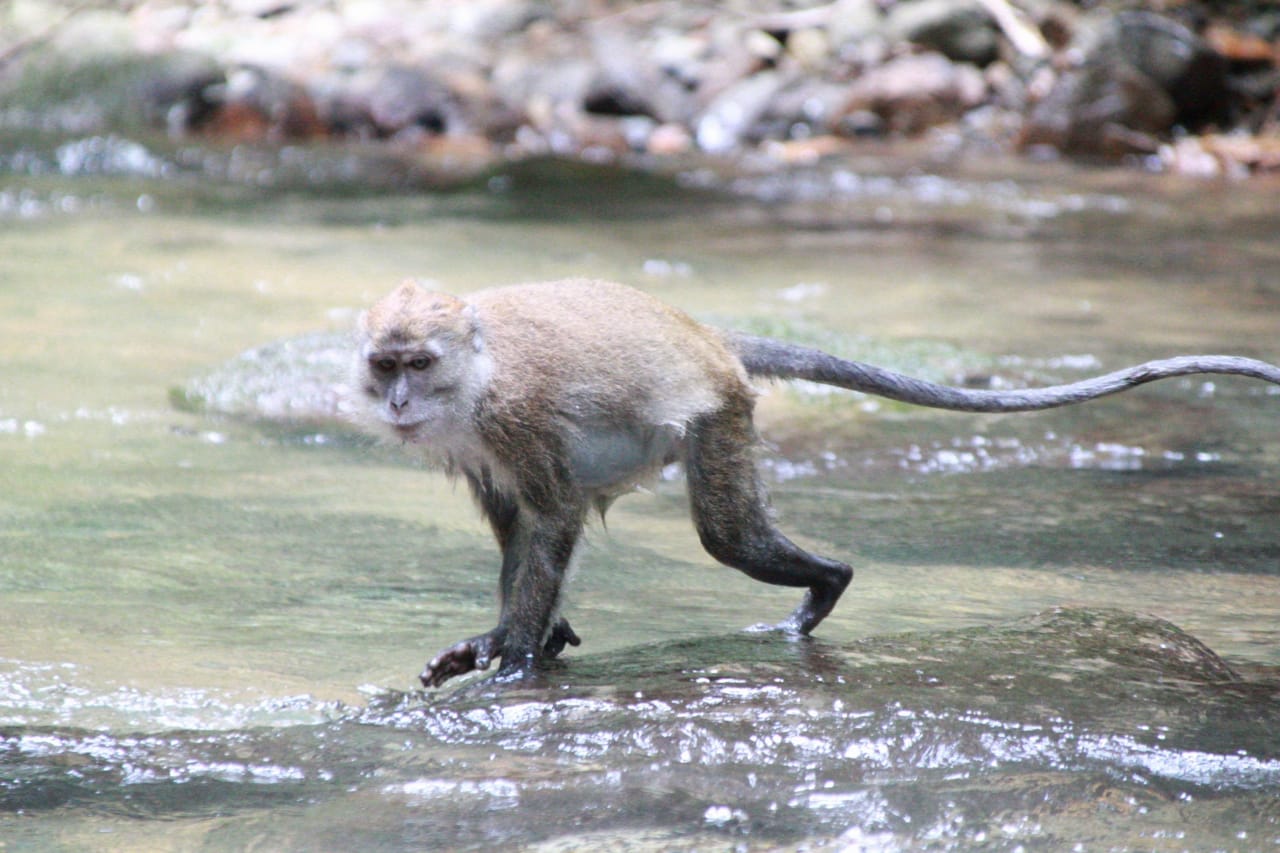 2 day jungle trek + raffting from Bukit Lawang