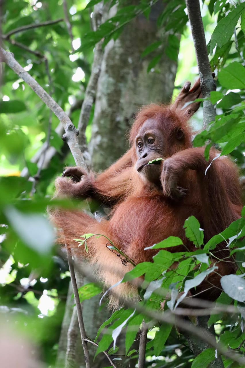 1 day trek + raffting from Bukit Lawang