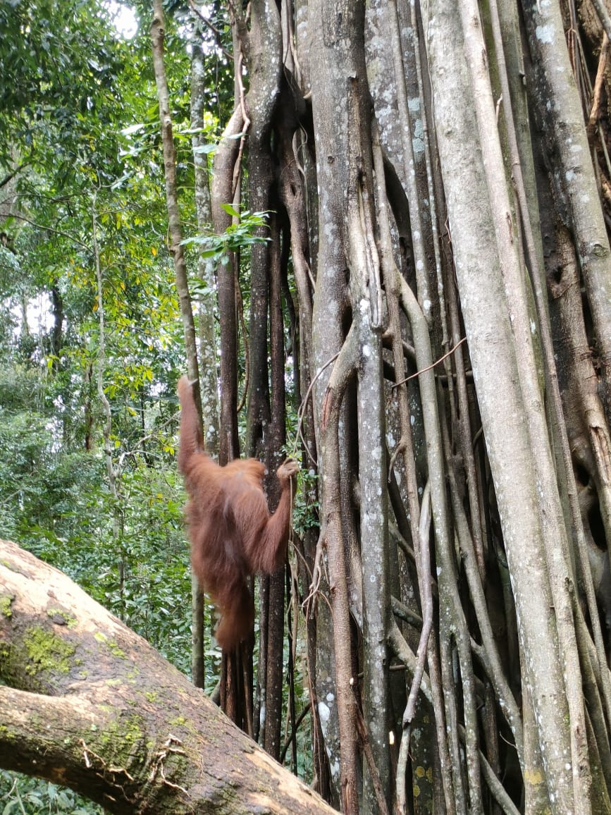 2 day jungle trek + raffting from Bukit Lawang