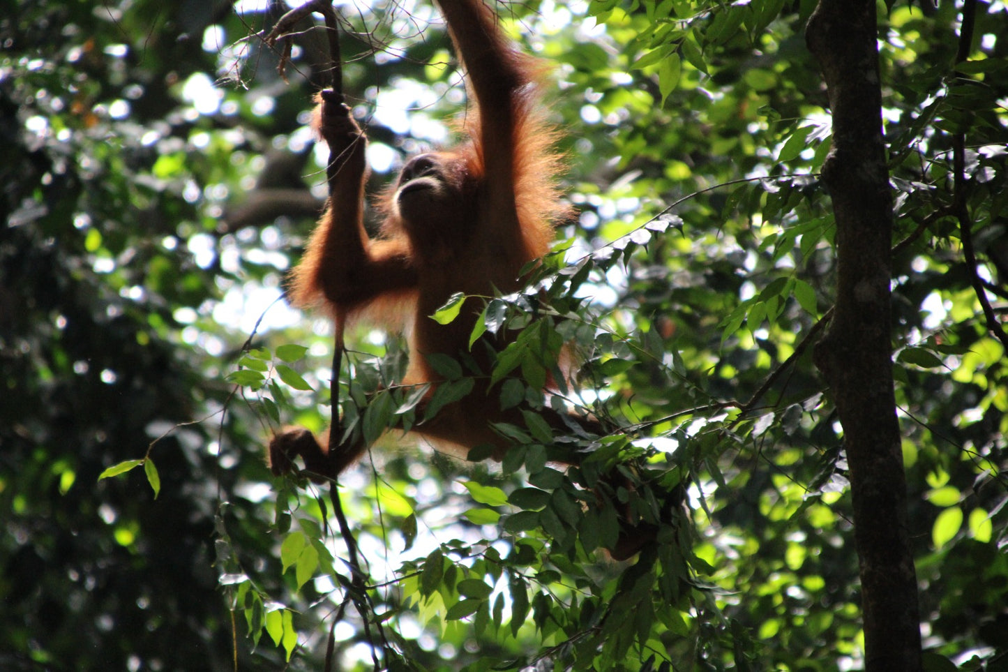 2 day jungle trek + raffting from Bukit Lawang