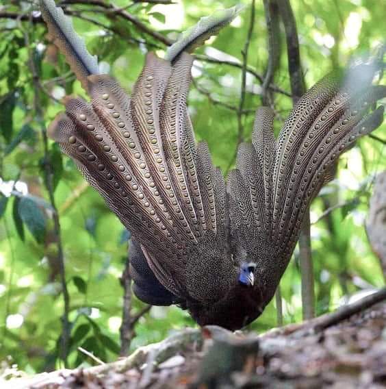 3 day jungle trek from Bukit Lawang