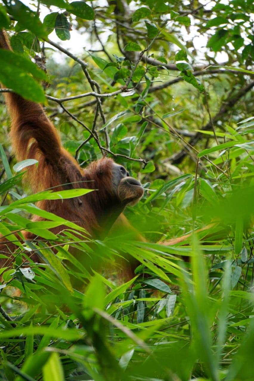 2 day jungle trek + raffting from Bukit Lawang