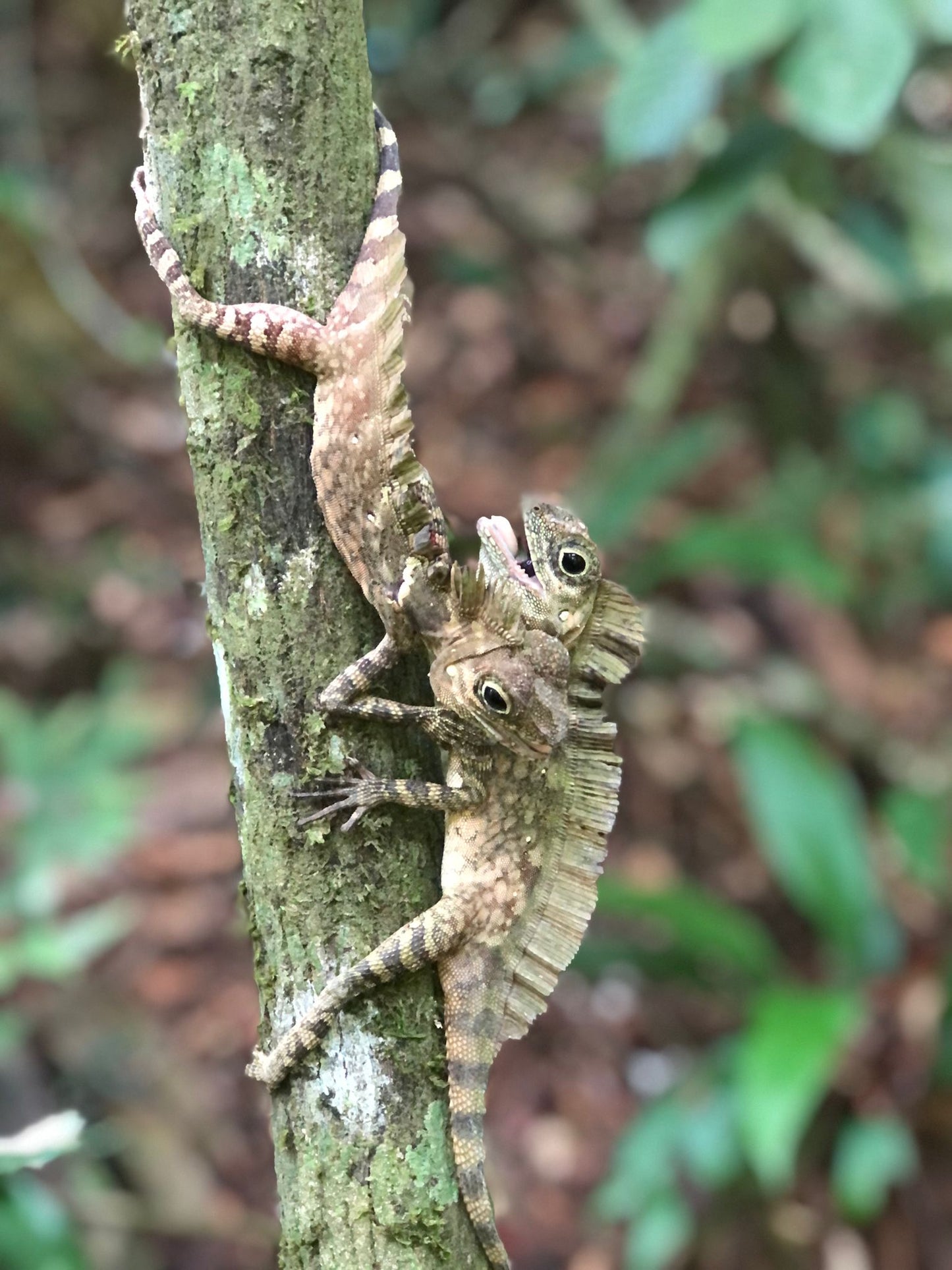 2 day jungle trek + raffting from Bukit Lawang