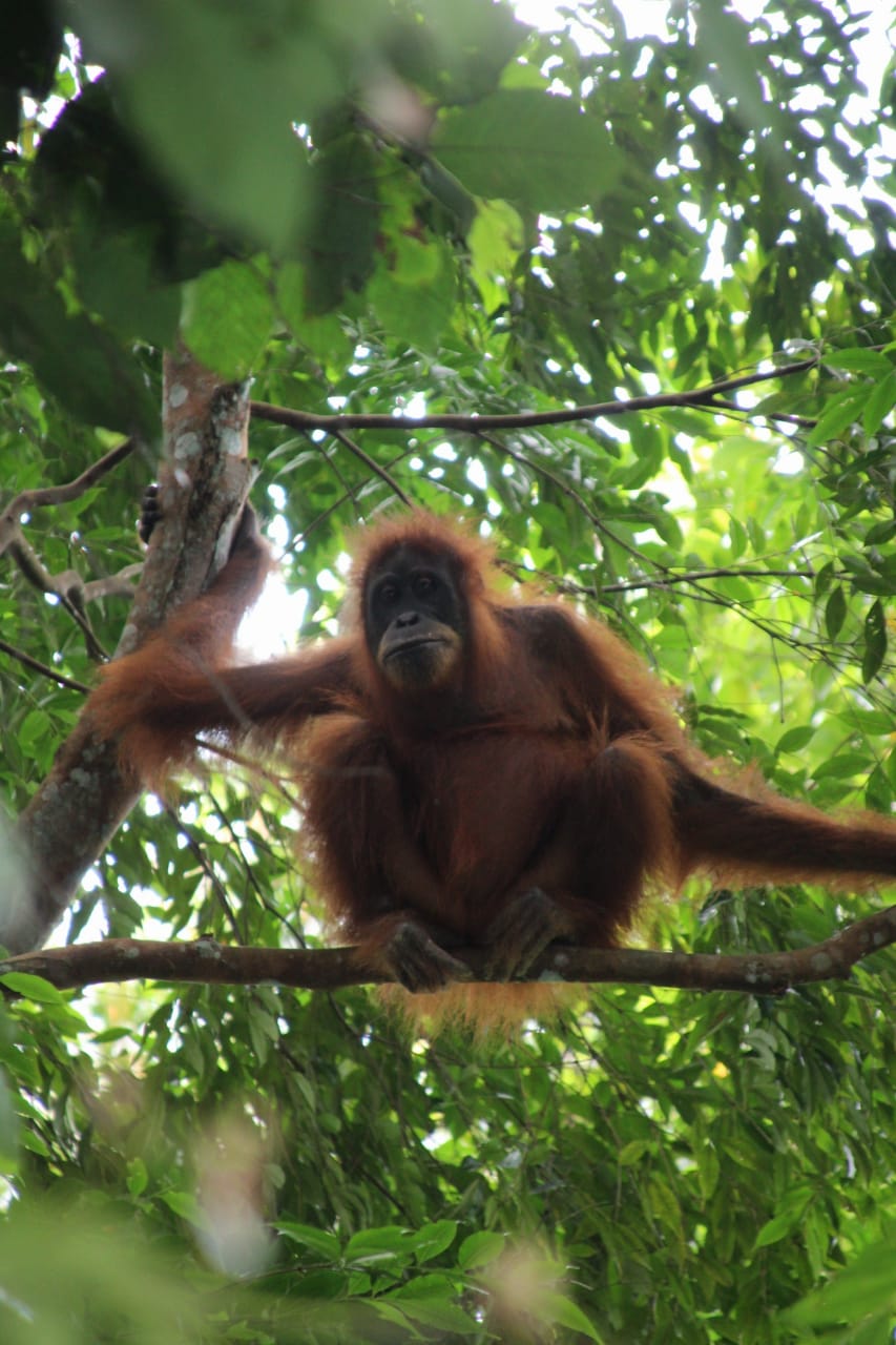 2 day jungle trek + raffting from Bukit Lawang