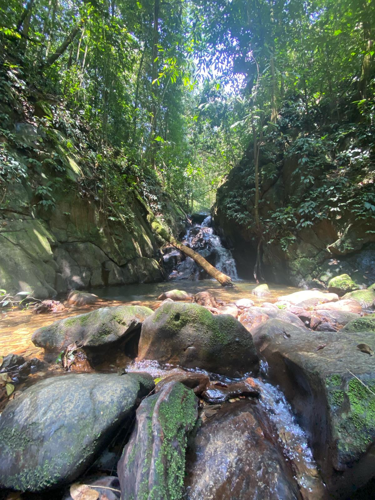 4 Day Jungle Trek