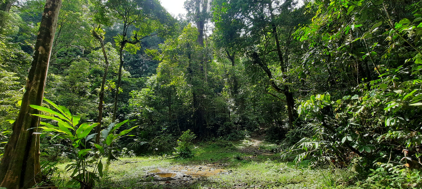 5 Day Jungle Trek