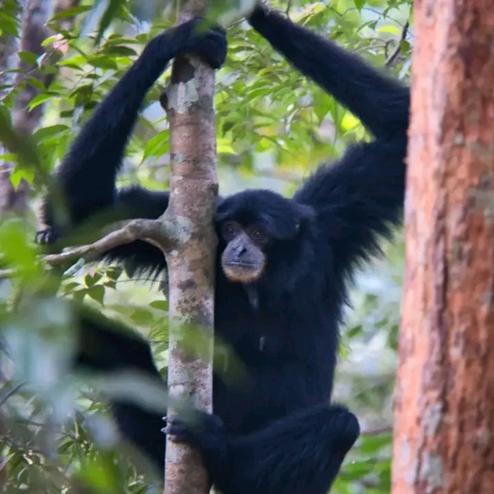 2 day jungle trek + raffting from Bukit Lawang