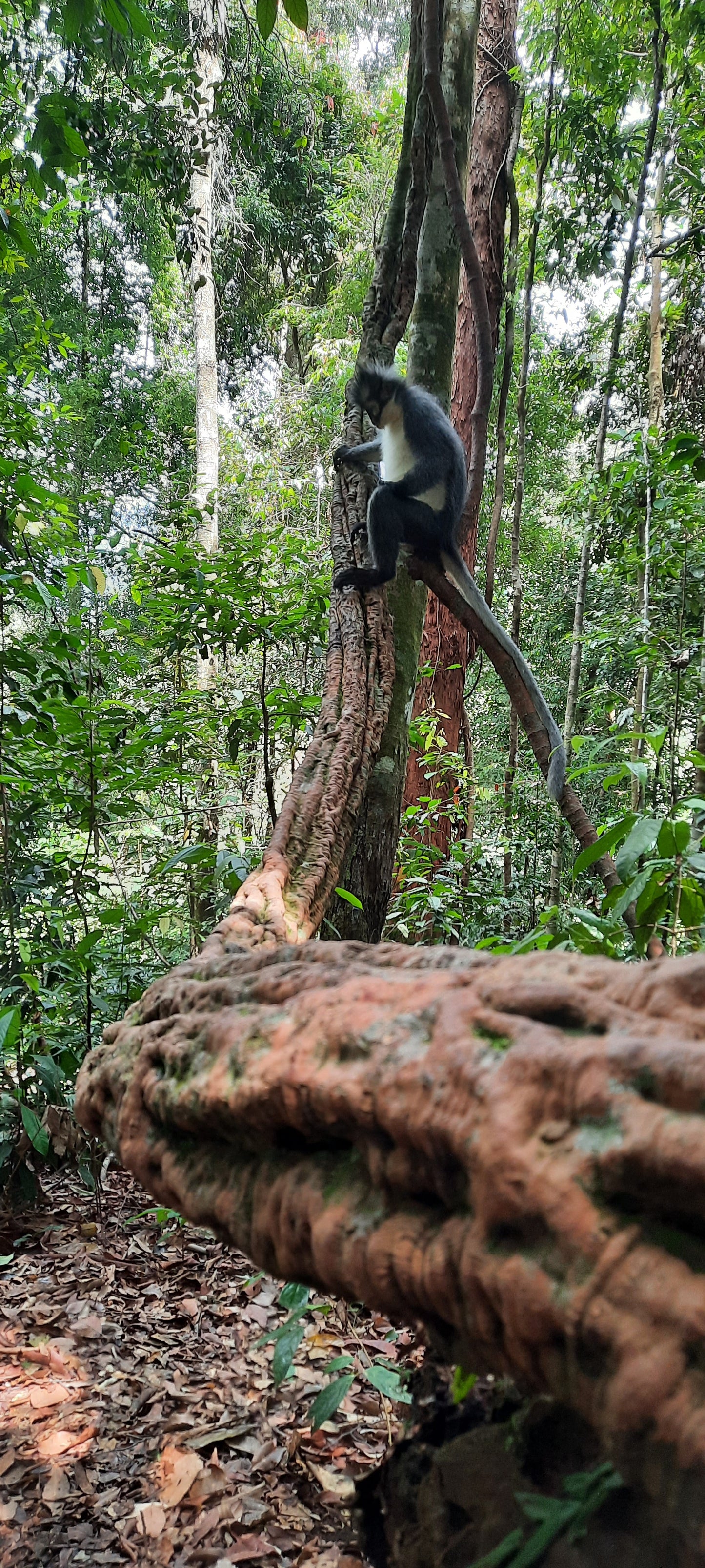 1 day trek + raffting from Bukit Lawang