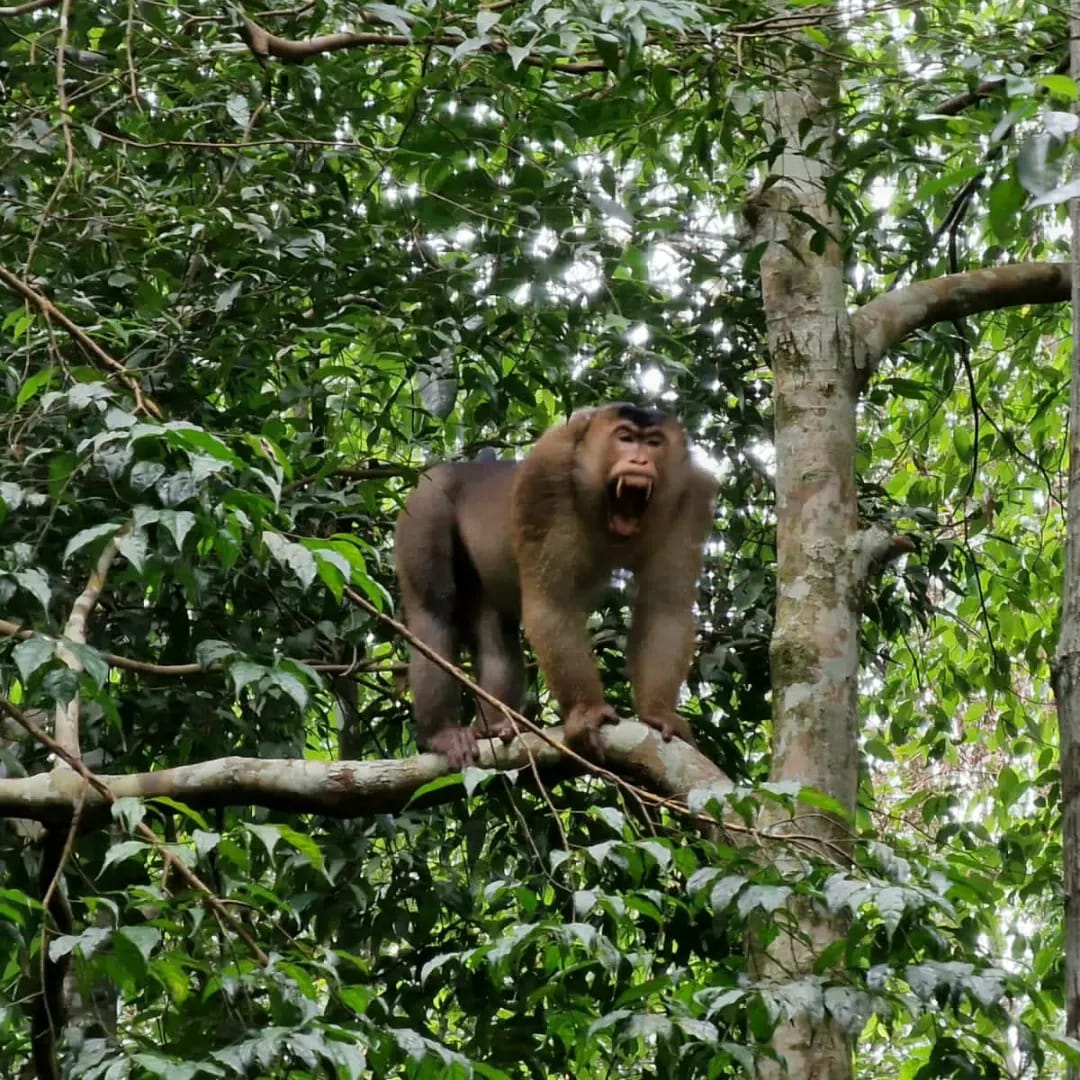 4 Day Jungle Trek