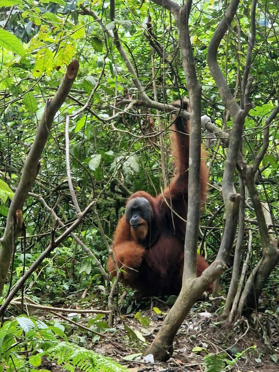 Packages tour bukit lawang