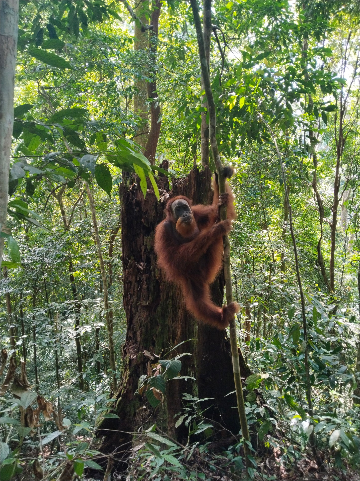 4 Day Jungle Trek