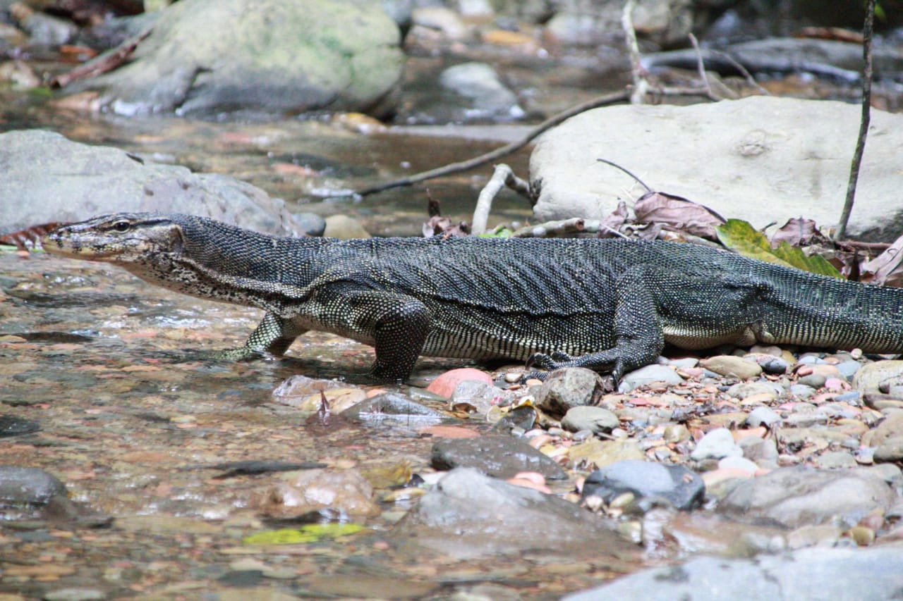 2 day jungle trek + raffting from Bukit Lawang